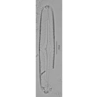 Pinnularia subcommutata