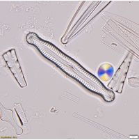 Pinnularia nodosa