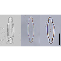 Pinnularia schroeterae