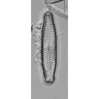 Pinnularia microstauron