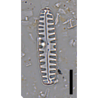 Pinnularia borealis