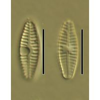 Planothidium frequentissimum