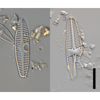 Planothidium lanceolatum