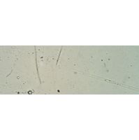 Proboscia alata