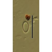 Psammothidium curtissimum