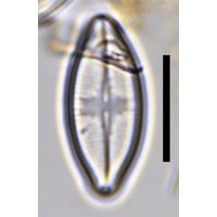 Psammothidium rechtense