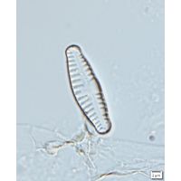 Reimeria sinuata