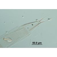 Rhizosolenia hebetata f. semispina