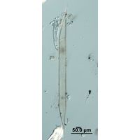 Rhizosolenia hebetata f. semispina