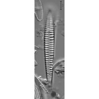 Rhoicosphenia abbreviata