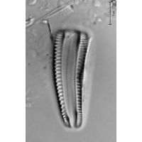 Rhoicosphenia abbreviata