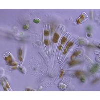 Rhoicosphaenia abbreviata