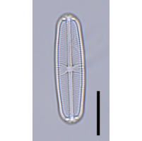 Sellaphora pupula
