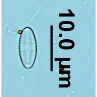 Sellaphora minima