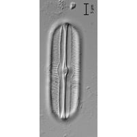 Sellaphora americana