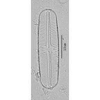 Sellaphora pupula