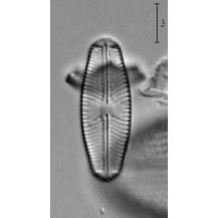 Sellaphora