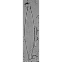 Stauroneis phoenicenteron