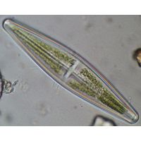 Stauroneis phoenicenteron