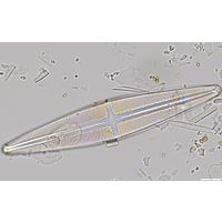 Stauroneis gracilis