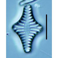 Staurosirella leptostauron