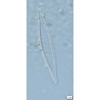 Stenopterobia delicatissima
