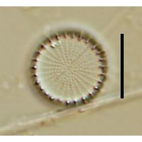 Stephanodiscus hantzschii
