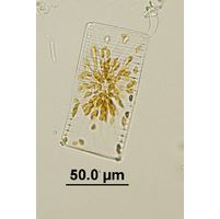 cf. Striatella