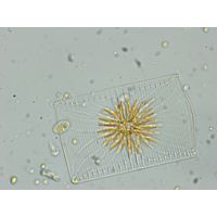 cf. Striatella