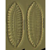Sururella amphioxys