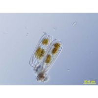 Surirella