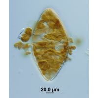 Surirella elliptica