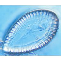 Surirella ovalis