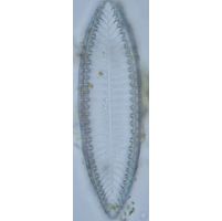 Surirella
