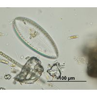Surirella tenera