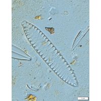 Surirella angusta