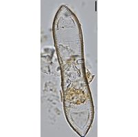 Surirella librile