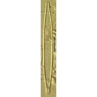 Synedra ulna