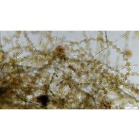Tabellaria flocculosa