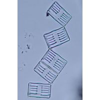 Tabellaria flocculosa