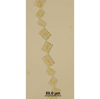 Tabellaria flocculosa
