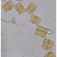 Tabellaria flocculosa