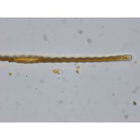 Toxarium undulatum