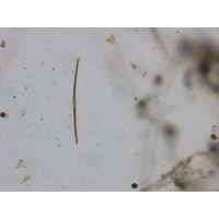 Toxarium undulatum
