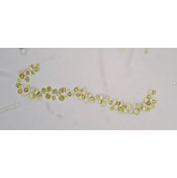 Catenochrysis
