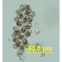 Chlorodesmos hispida