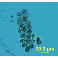 Chlorodesmos hispida