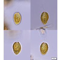 Chromulina wislouchiana