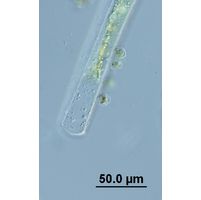 Chrysopyxis paludosa