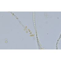 Chrysosphaera